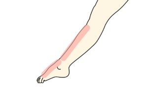 スネの筋肉や足の甲の筋肉が硬いと足首を伸ばす動作が小さくなる