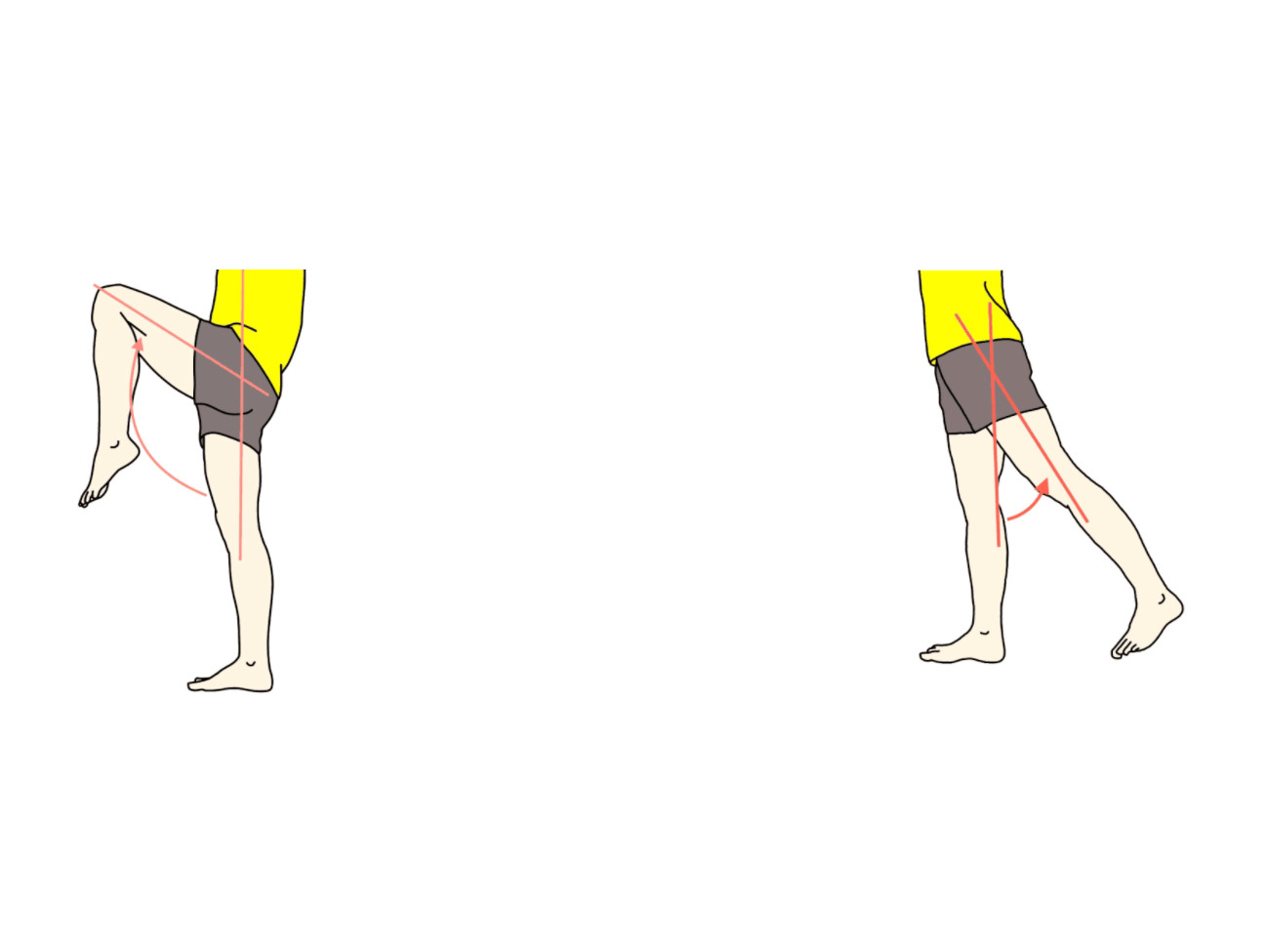 股関節の屈曲と伸展の拮抗筋