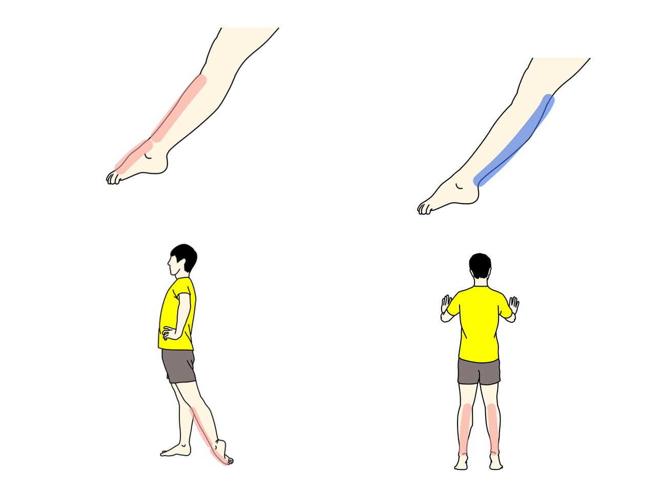 足首を伸ばす動作（底屈）を柔らかくするためのストレッチとトレーニング