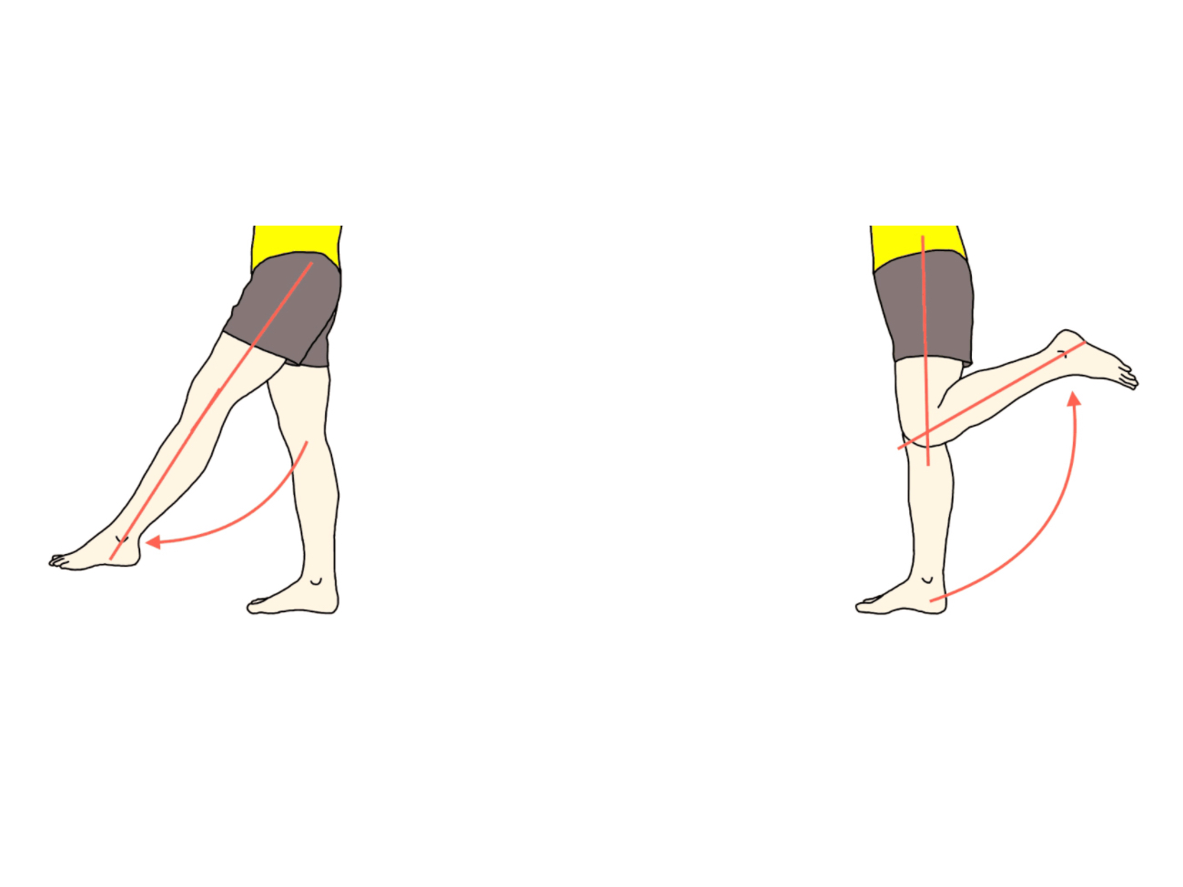 膝関節の屈曲と伸展の拮抗筋