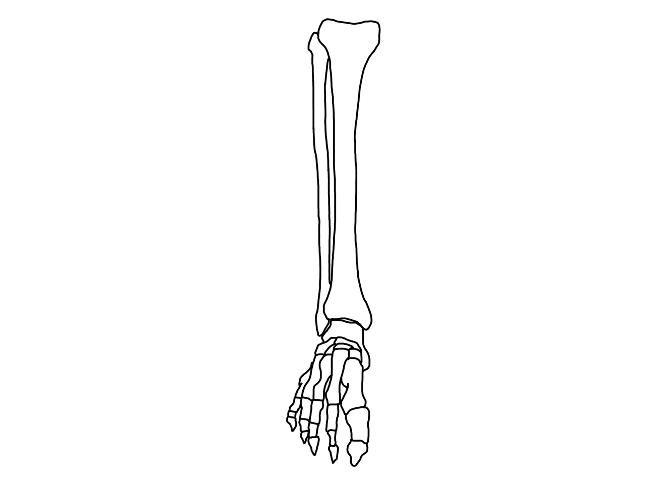 脛骨神経の筋肉