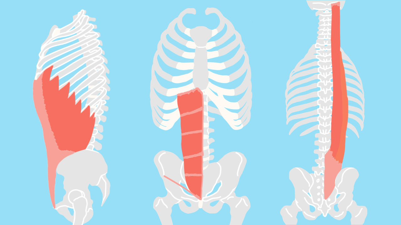 体幹と脊柱の筋肉