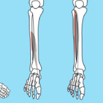 腓骨に付着する筋肉