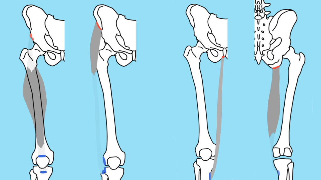 脛骨に付着する筋肉