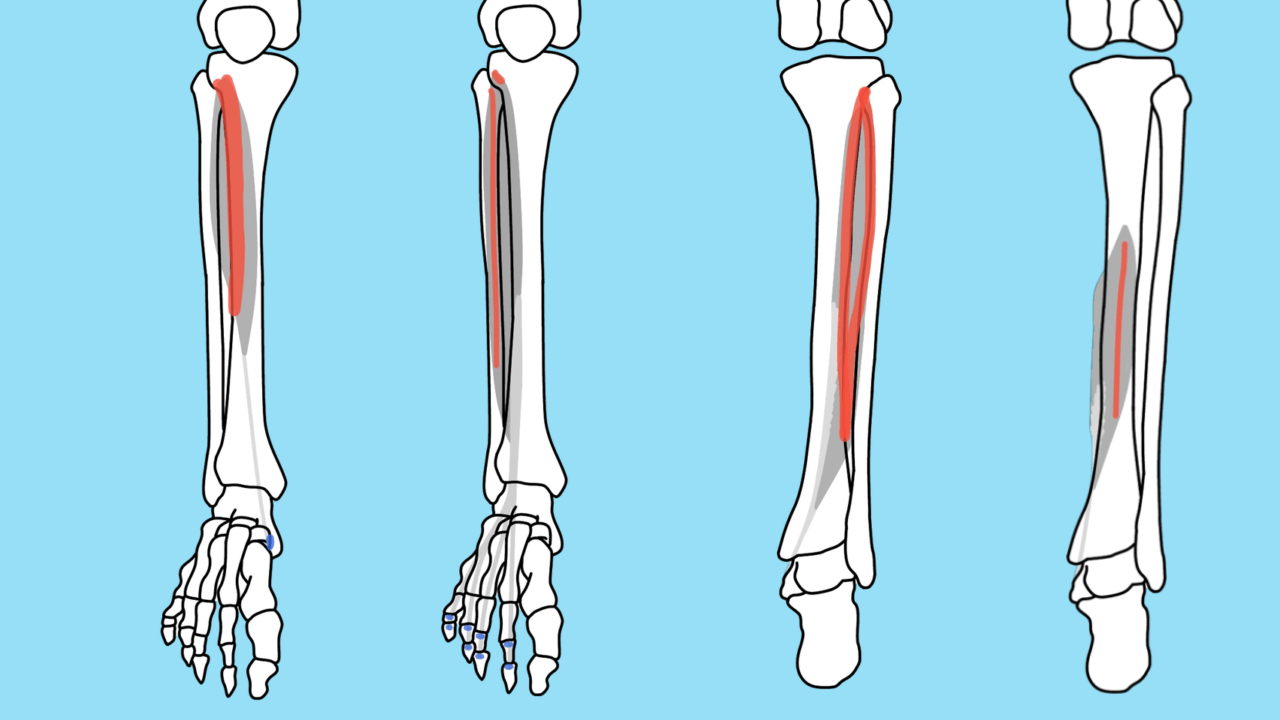 脛骨に付着する筋肉