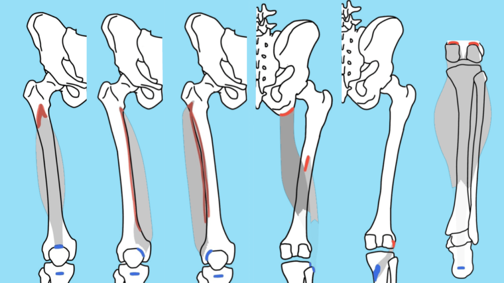 大腿骨に付着する筋肉