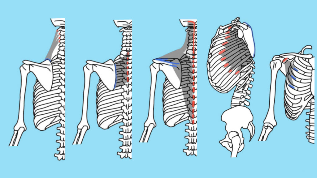 肩甲骨に付着する筋肉