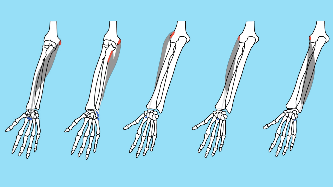 中手骨に付着する筋肉