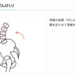 関節の動作と読み方のまとめ