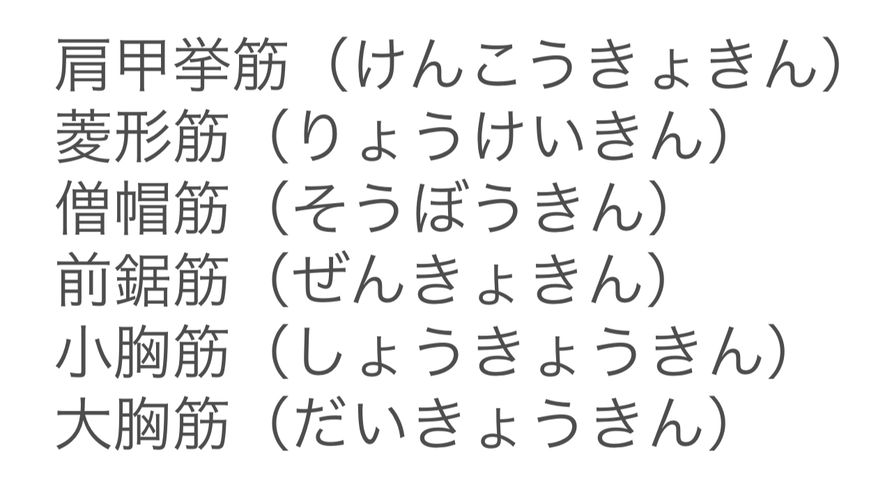 筋肉の名称（名前）と漢字の読み方のまとめ
