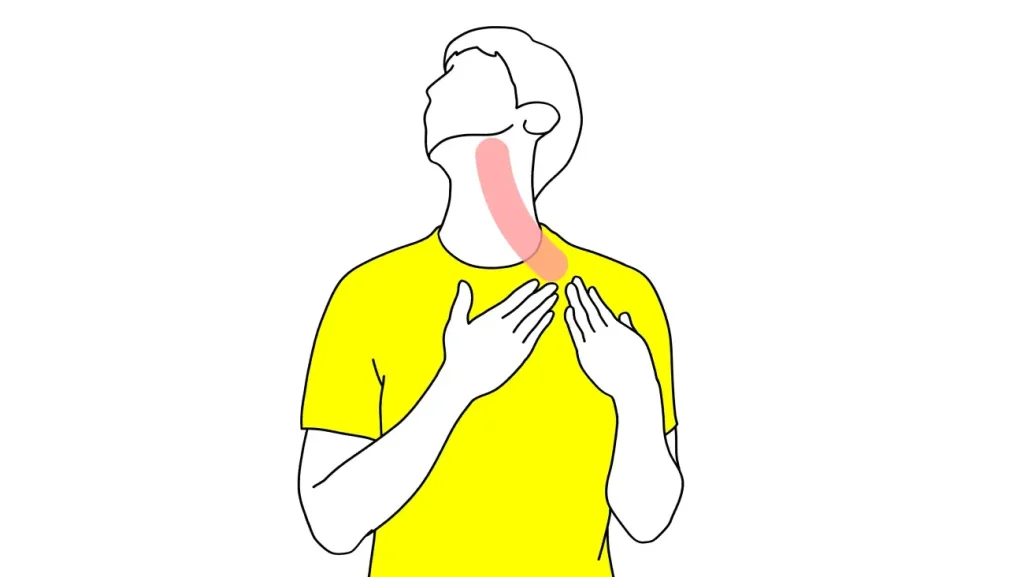 顎〜喉（胸鎖乳突筋・斜角筋）のストレッチ